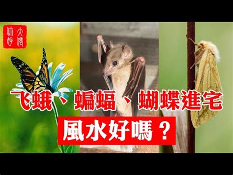 房間有蛾代表|【家裡出現飛蛾代表什麼】家裡出現飛蛾代表什麼？到。